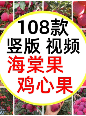 海棠鸡心果海棠新鲜苹果香妃海棠果小苹果红彤彤短视频素材