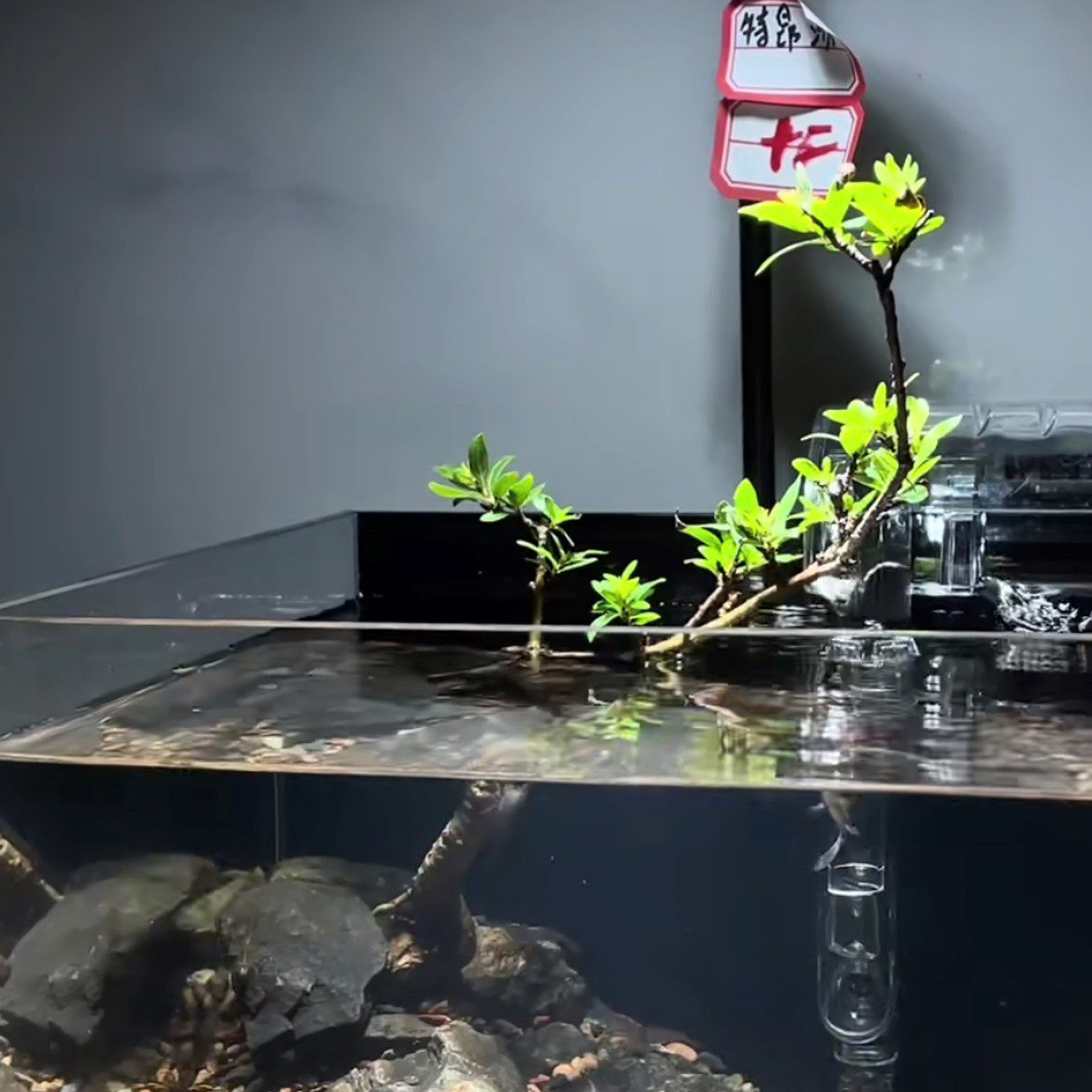 水杨梅鱼缸造景装饰新手懒人植物好养