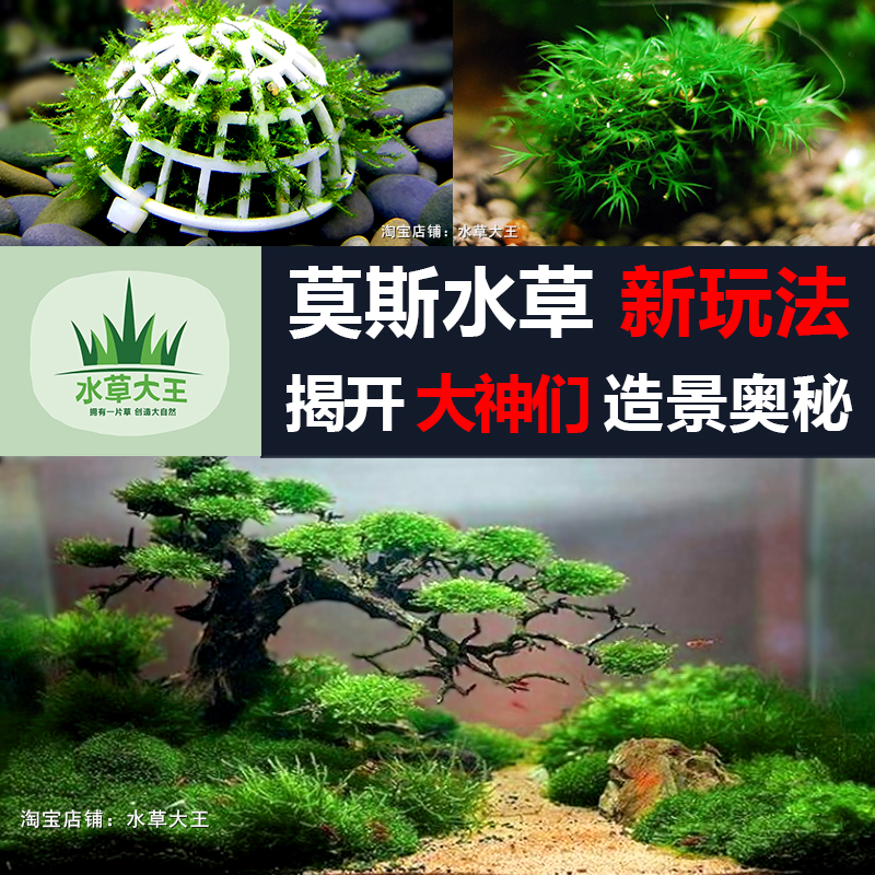 《水草大王》包邮莫斯莫丝树网片沉木水草活体淡水植物水草种子