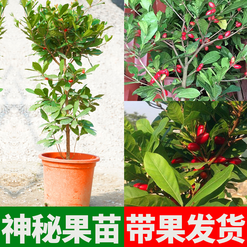 果树苗南方带果发货盆栽神秘果苗