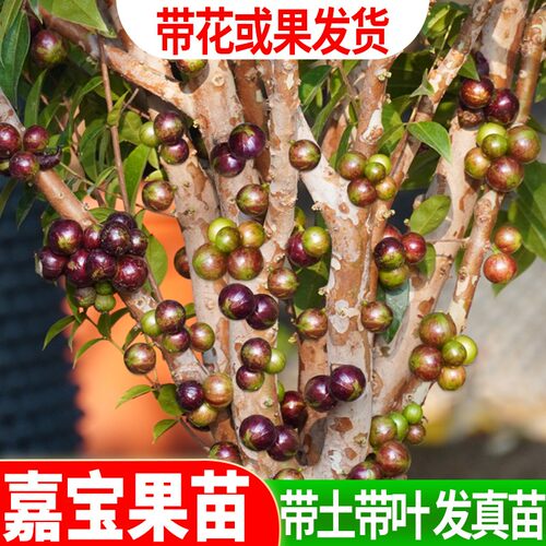 嘉宝果苗树葡萄果树苗