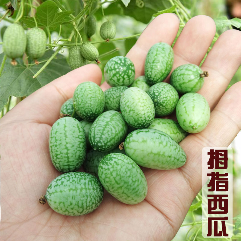 蔬菜盆栽爬藤阳台水果西瓜种子