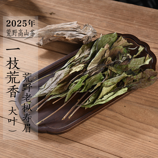 新茶 2025年荒野老枞寿眉一枝荒香 扫把茶奶香高山寿眉政和白茶