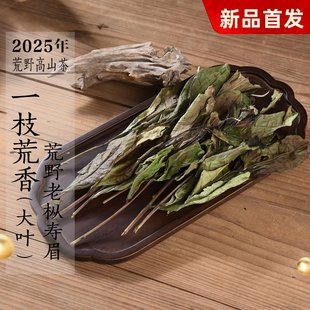 新茶 2025年荒野老枞寿眉一枝荒香 扫把茶奶香高山寿眉政和白茶