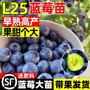 l25蓝莓树果苗特大号盆栽花香蓝莓果苗带果子南北方庭院种植带果
