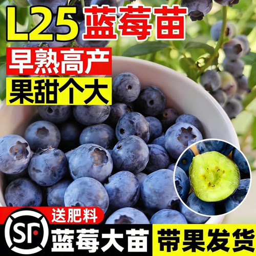蓝莓树果苗特大号盆栽花香蓝莓