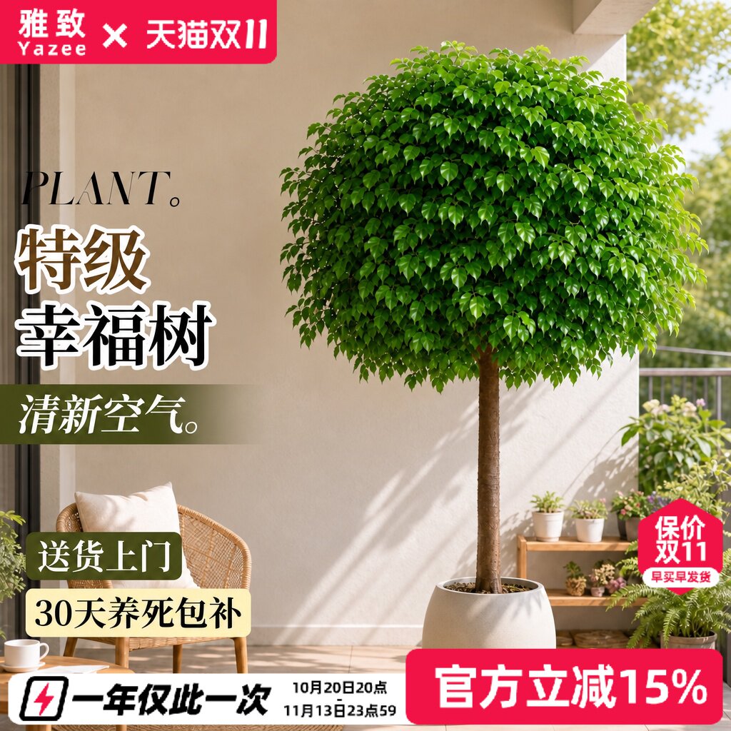 单杆幸福树盆栽室内客厅大型绿植净化空气绿宝盆栽新家除甲醛植物