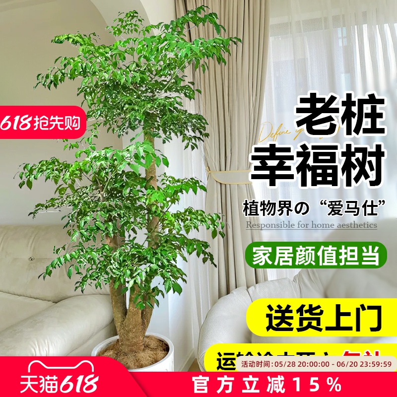 懒人幸福树盆栽 耐旱耐阴 无需频繁打理 室