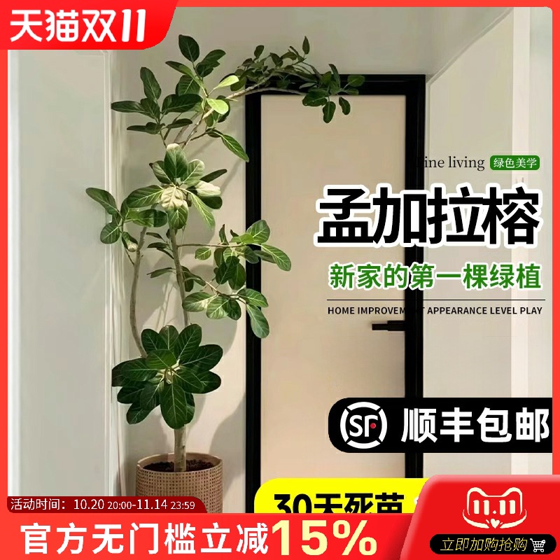 网红孟加拉榕盆栽大型室内客厅绿植黄金榕高山榕树落地真花旺宅树