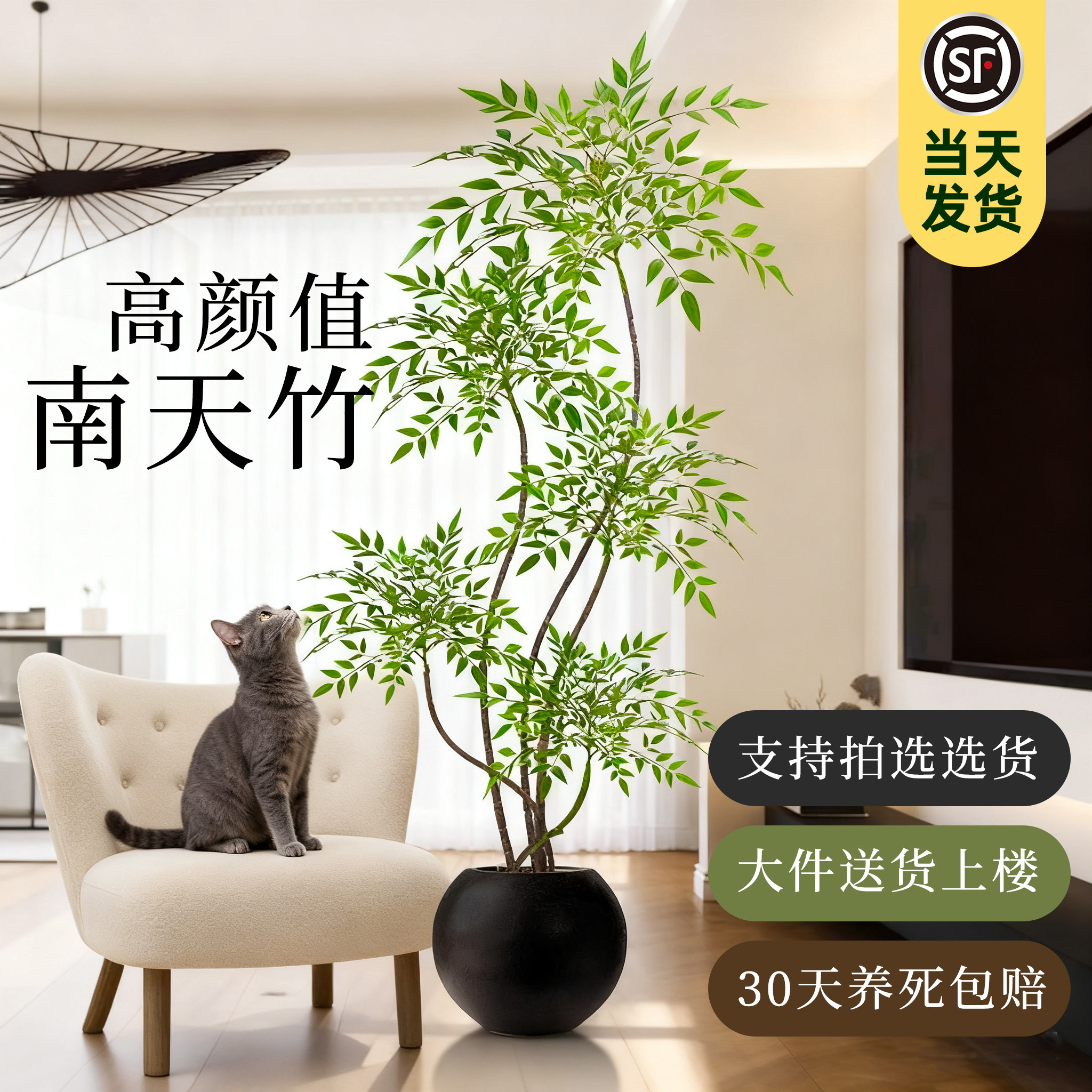 南天竹客厅绿植室内大型真树植物办公室火焰老桩落地盆栽四季好养,鲜花速递/花卉仿真/绿植园艺,大型绿植/成品组合盆栽,淘宝优惠券,粉丝福利购,淘宝优惠卷