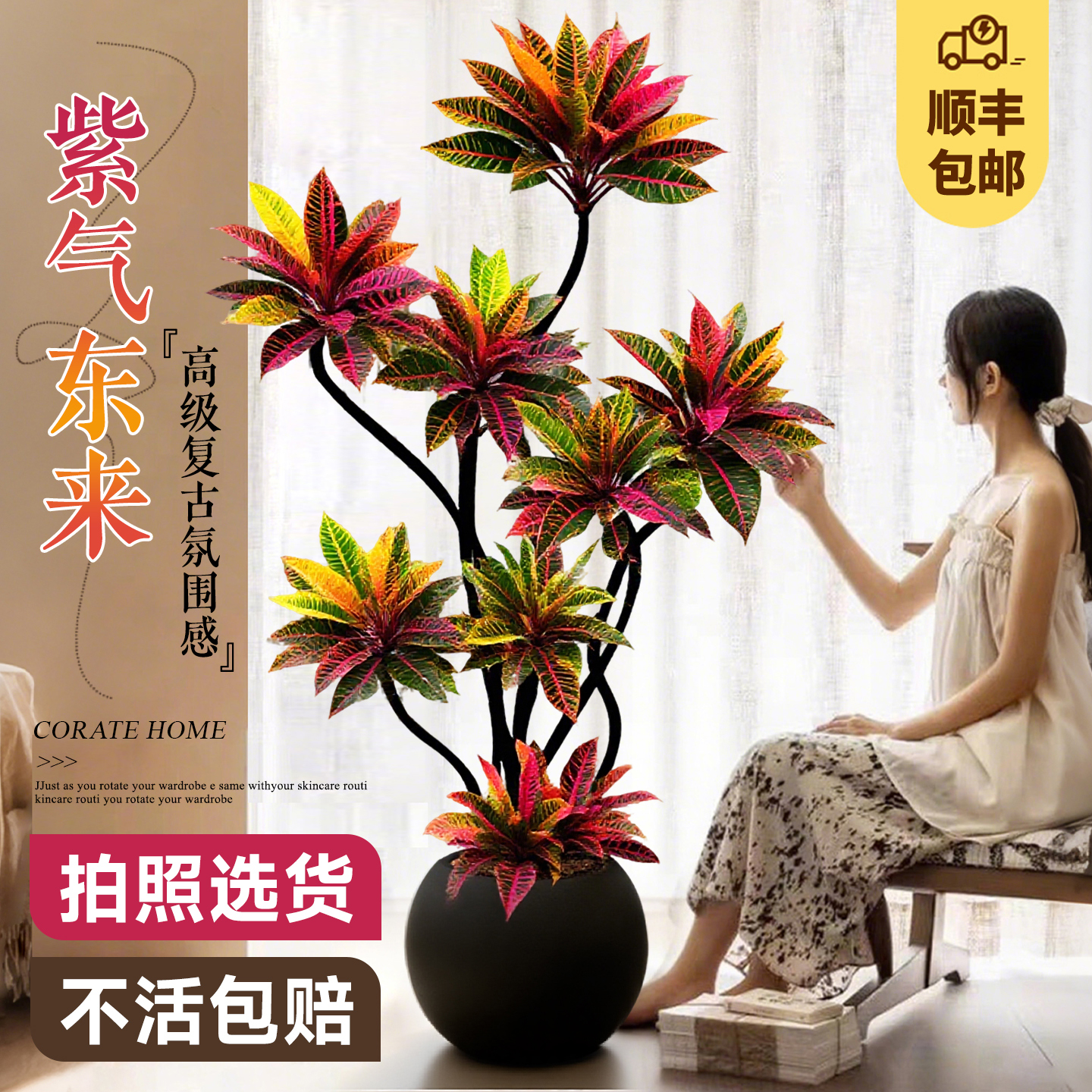 大型绿植高级感客厅变色木大盆栽