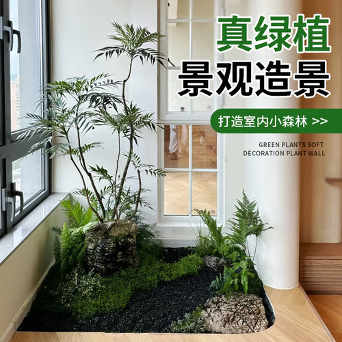 大型绿植成品组合盆栽
