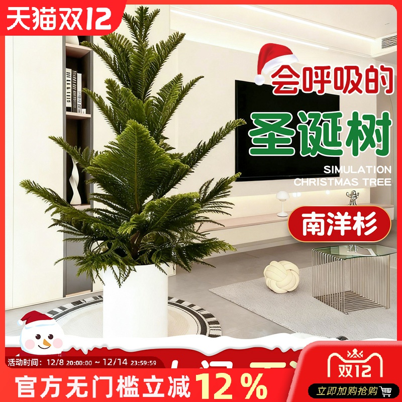 南洋杉盆栽圣诞树松苗真景