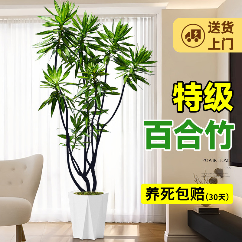百合竹客厅绿植室内高级感植物老桩造型轻奢好养落地大型盆栽旺宅