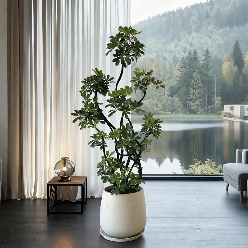 鸭脚木客厅绿植八方来财大型植物