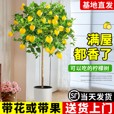 香水柠檬树盆栽带果大型绿植