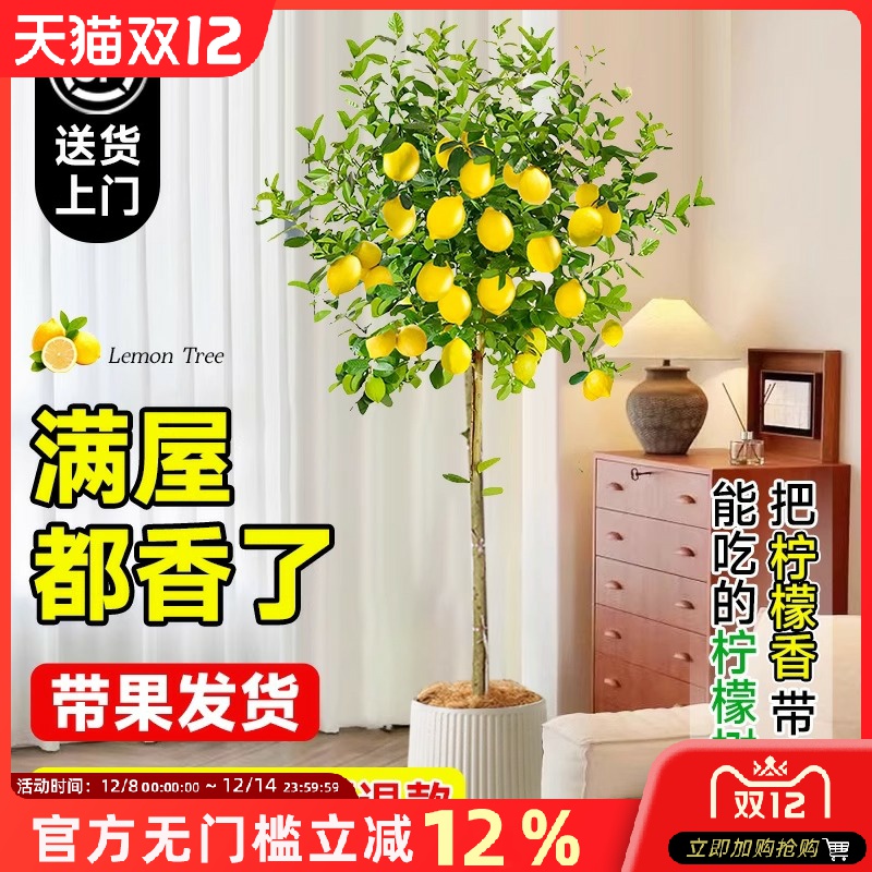 香水柠檬树带果盆栽客厅绿植大型植物室内阳台除甲醛禄植四季好养