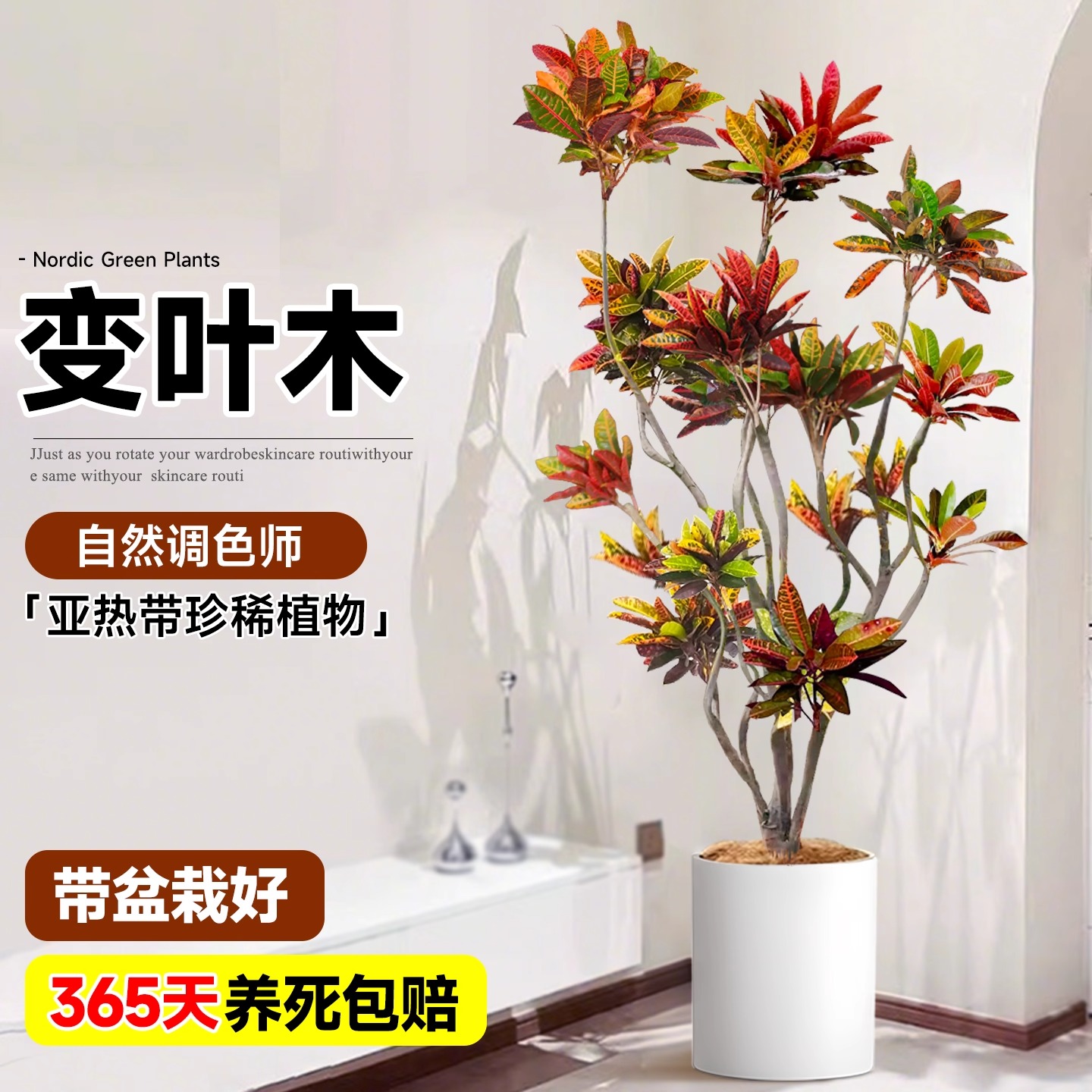 大型绿植室内变色木盆栽