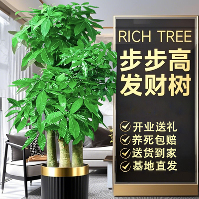 发财树步步高客厅大盆栽室内植物开业送礼乔迁大型绿植招财好养活