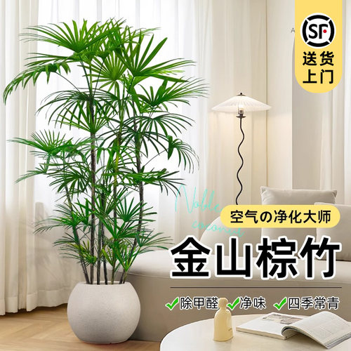 大型落地植物四季常青棕竹