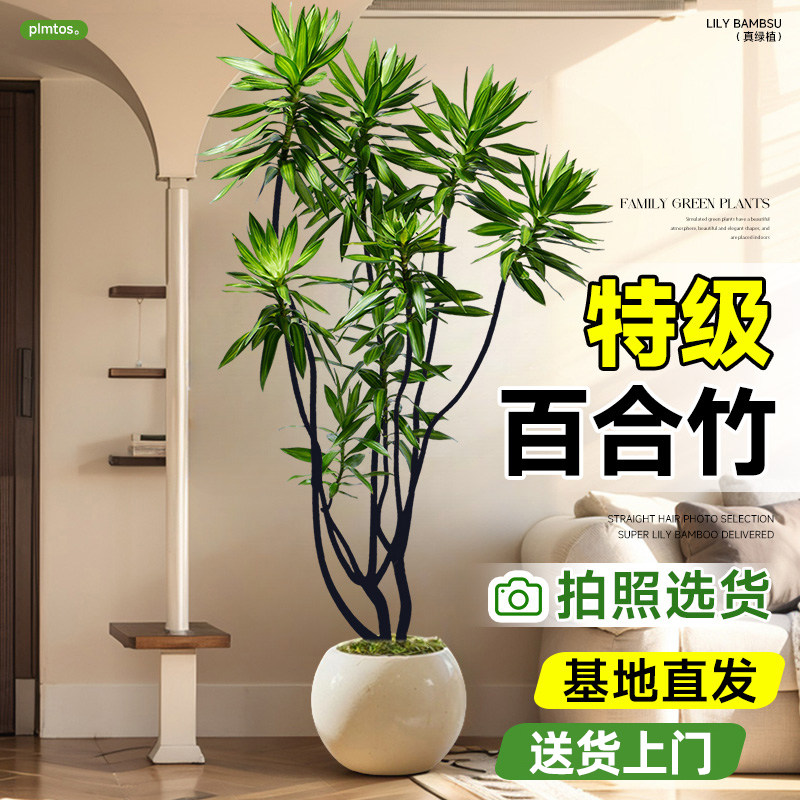 百合竹客厅绿植老桩盆栽高级感室内真花旺宅植物轻奢造型四季好养