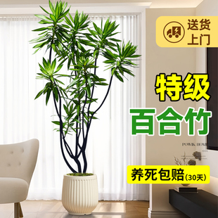 百合竹客厅绿植室内高级感植物老桩造型轻奢好养落地大型植物盆栽