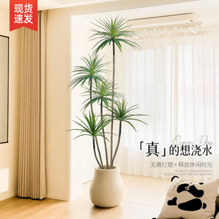 大型客厅落地摆件室内沙发电视柜旁边假植物千年铁千年木仿真绿植
