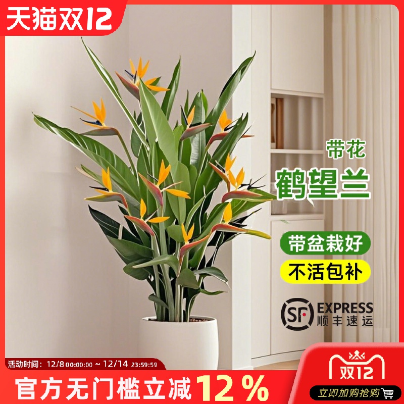 鹤望兰天堂鸟绿植盆栽带花苞客厅办公室内大型植物落地大盆景禄植