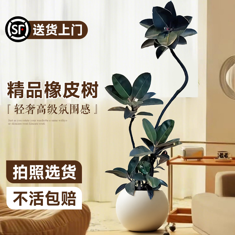 黑金刚橡皮树客厅大盆栽