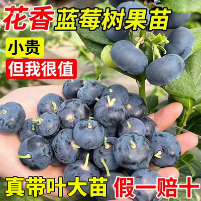 花香蓝莓树果苗带果云南蓝莓盆栽