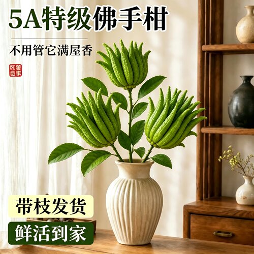 室内好养新鲜果植物带枝佛手柑水培云南现摘绿植天然闻香食用观赏