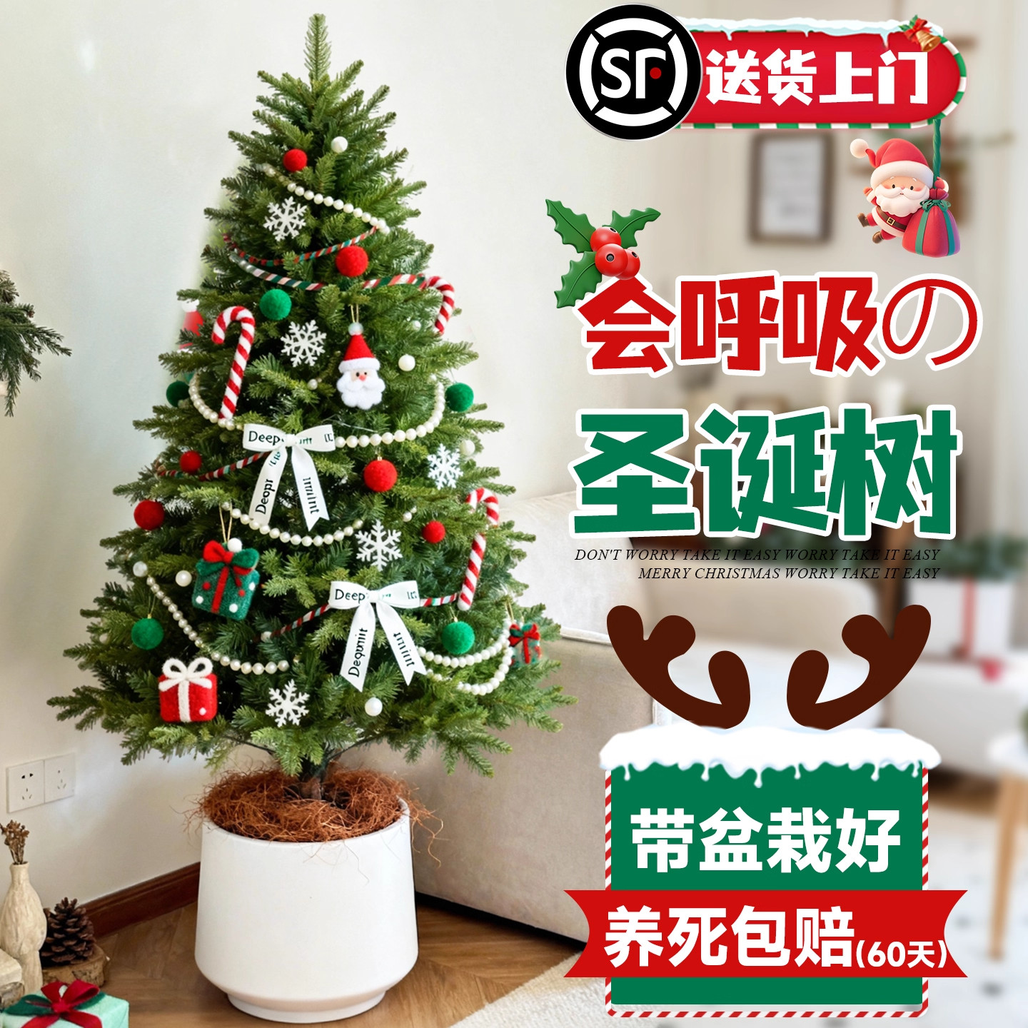 圣诞树云杉大型绿植室内客厅