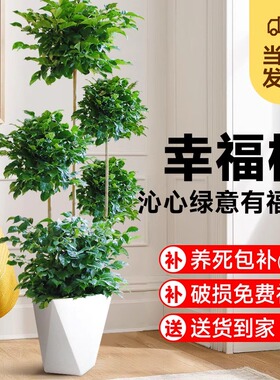 大型多层幸福树盆栽大老桩室内客厅平安树吸甲醛四季常绿好养植物
