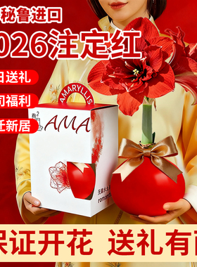 进口重瓣蜡封朱顶红带花苞