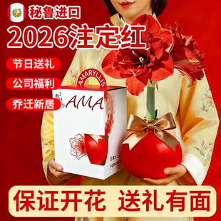 蜡封朱顶红带花苞进口重瓣开业过节送礼封蜡种球室内好养年宵花卉