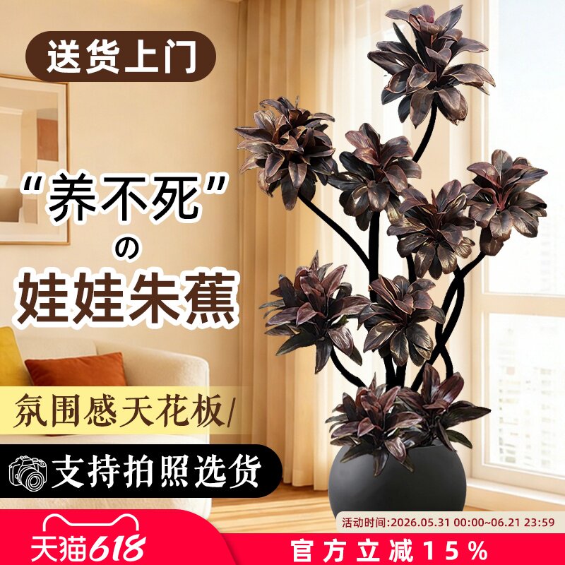 紫气东来盆栽大型绿植朱蕉娃娃黑金刚橡皮树客厅室内阳台绿植好养