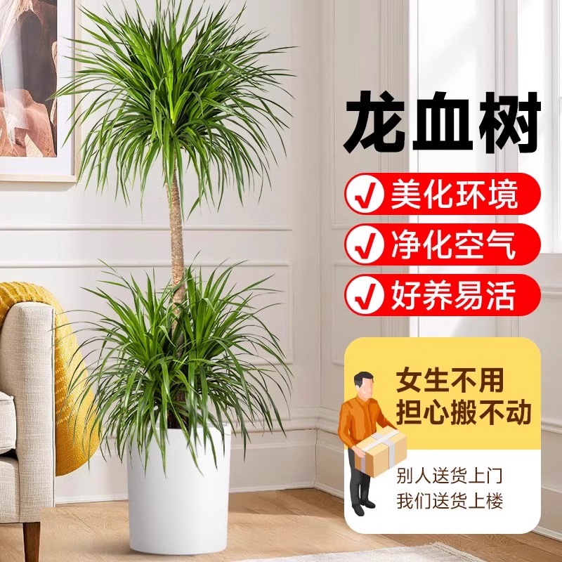 双层龙血树盆栽客厅室内大型吸甲醛植物老桩多头龙须树办公室绿植