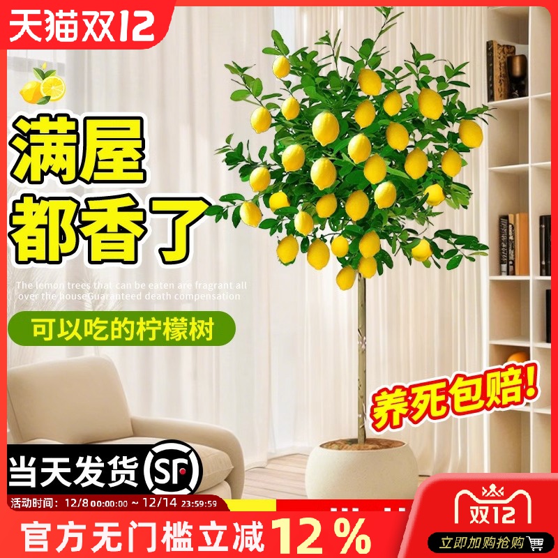 香水柠檬树盆栽带果大型植物室内阳台四季好养绿植落地植物吸甲醛