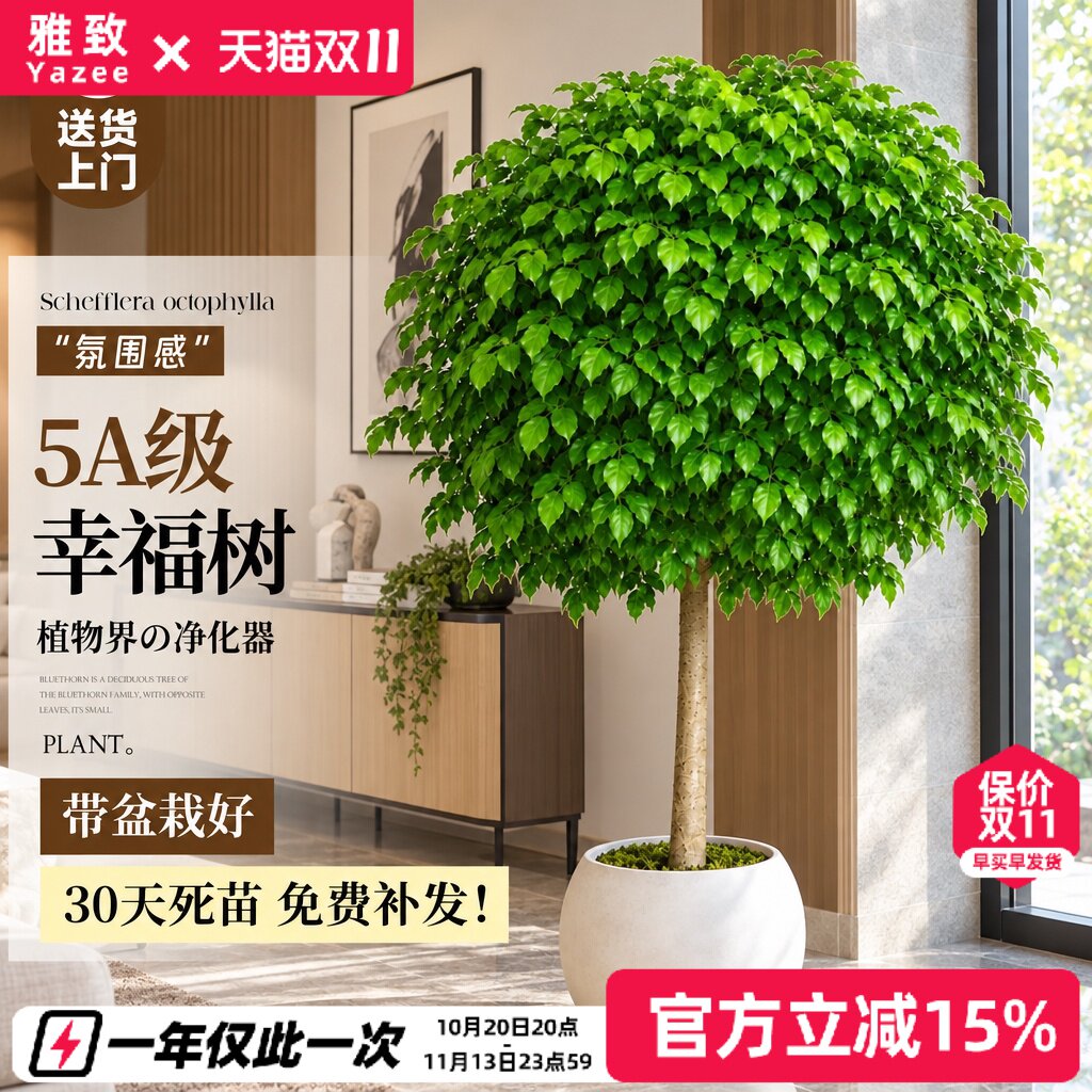 幸福树客厅大盆栽绿植室内大型落地高级平安树四季常青盆景好养活