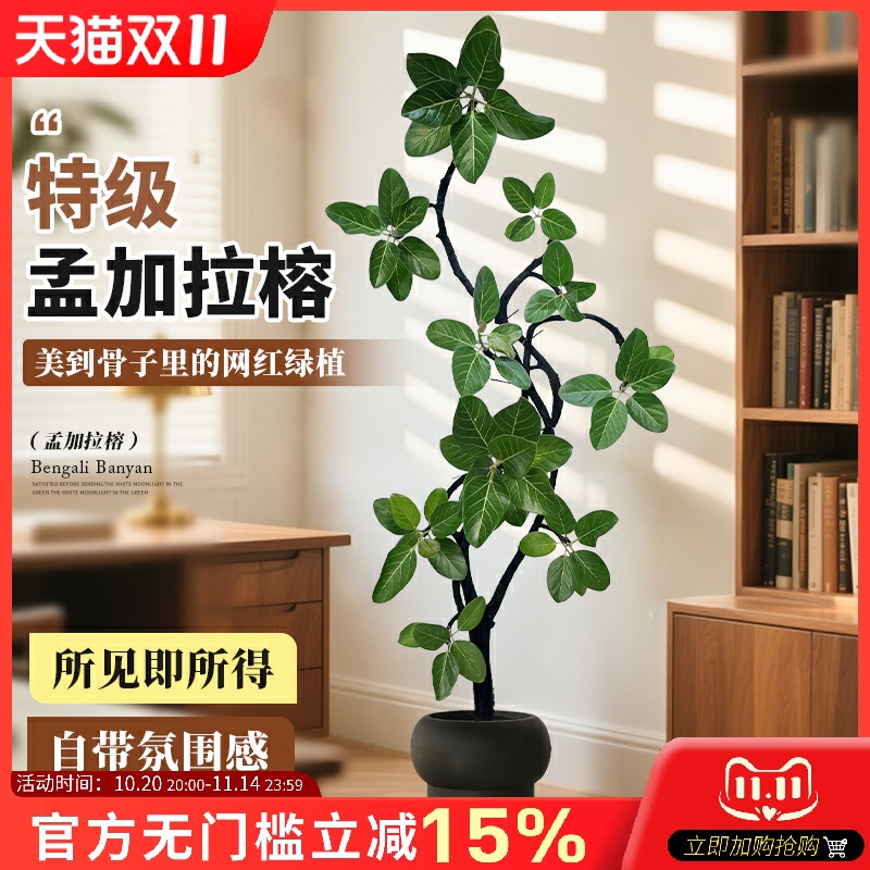 孟加拉榕树客厅绿植高端大气上档