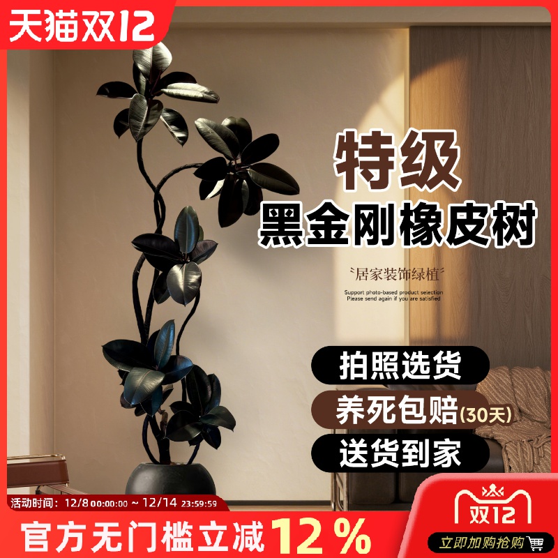 黑金刚橡皮树客厅大盆栽