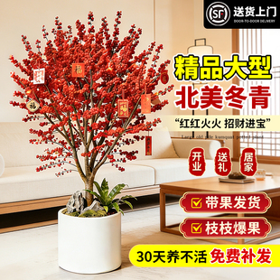 北美冬青红果客厅盆栽进口带果真树苗年宵花节日送礼盆景花卉植物