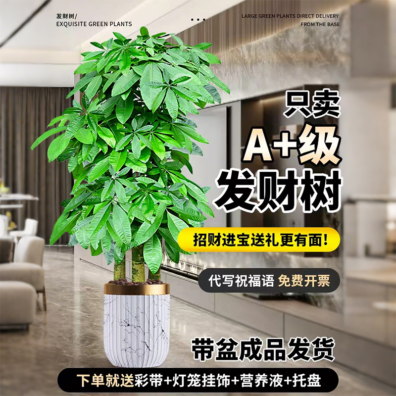 发财树客厅大型植物盆栽绿植