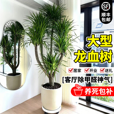 龙血树大型客厅绿植多头龙须树