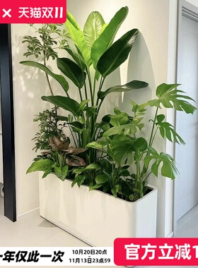 绿植造景阳台大型盆栽
