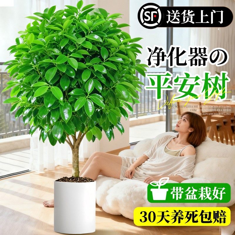 特级平安树客厅大盆栽四季好养活新房除甲醛大叶室内幸福树绿植物,鲜花速递/花卉仿真/绿植园艺,大型绿植/成品组合盆栽,淘宝优惠券,粉丝福利购,淘宝优惠卷