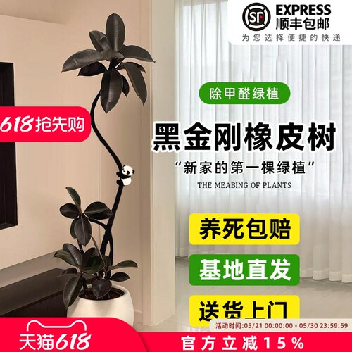 黑金刚橡皮树客厅大盆栽