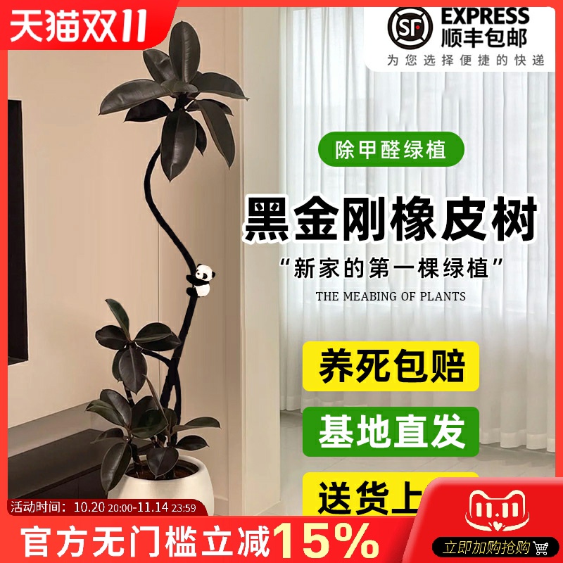 黑金刚橡皮树客厅大盆栽