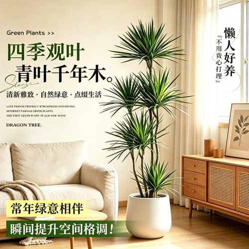 千年木大型绿植盆栽室内装饰