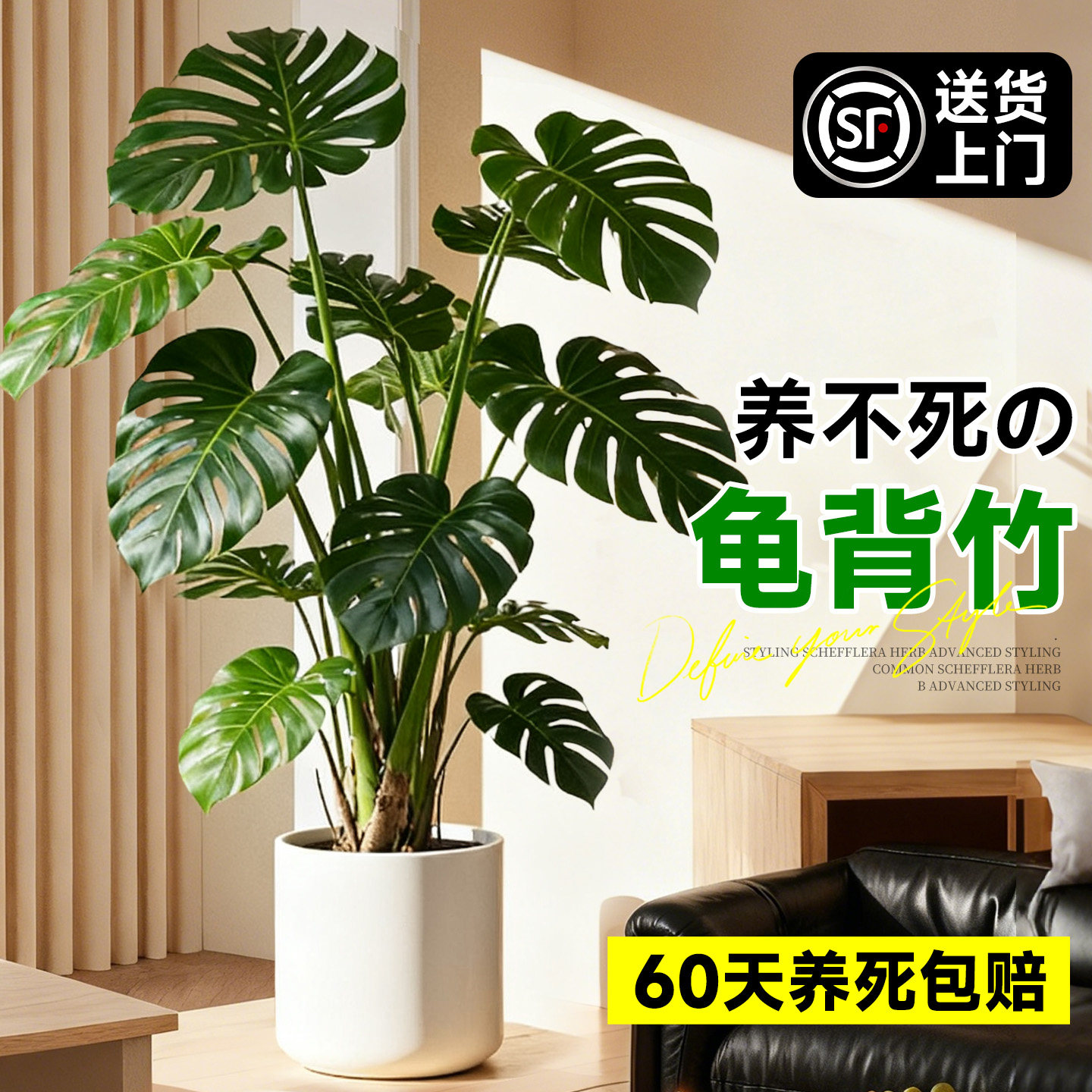 龟背竹客厅大盆栽大叶开背老桩高级感绿植物办公室内好养落地盆景,鲜花速递/花卉仿真/绿植园艺,大型绿植/成品组合盆栽,淘宝优惠券,粉丝福利购,淘宝优惠卷